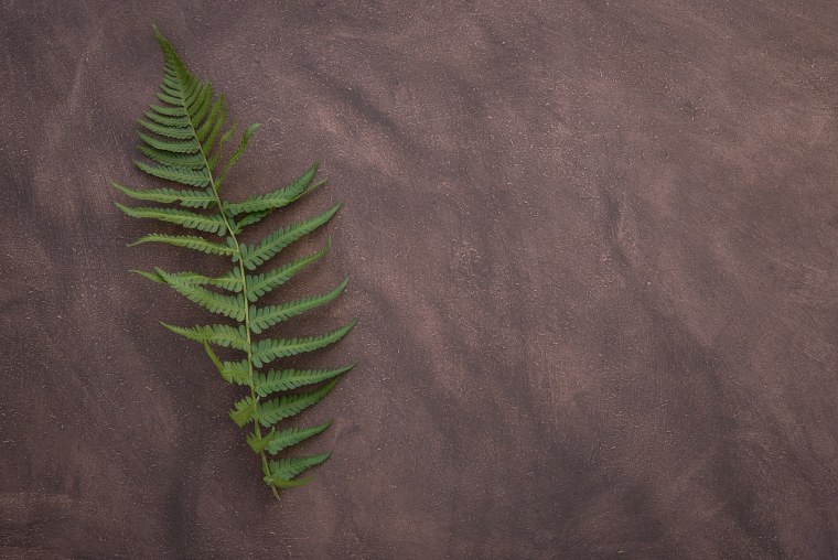 Лист щитовника