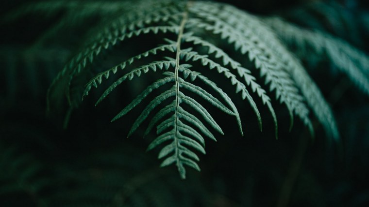 Растение папоротник