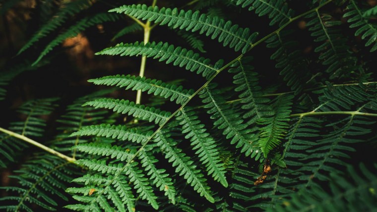 Лист папоротника