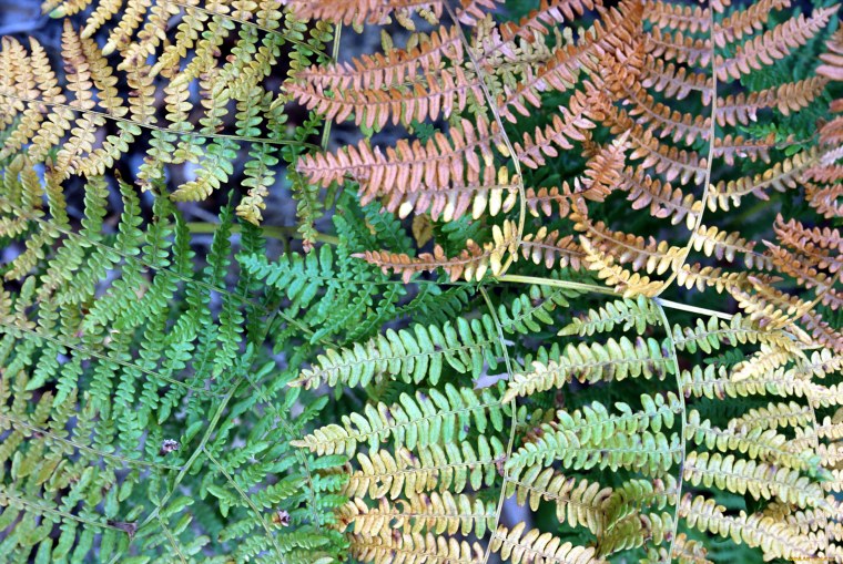 Лиановидные папоротники