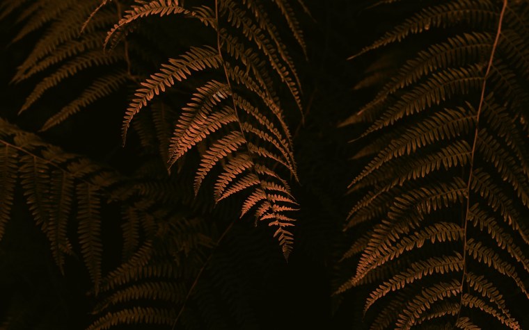 Fork Leaf папоротник