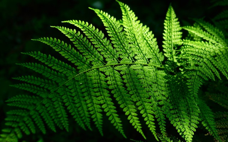 Листья Минимализм