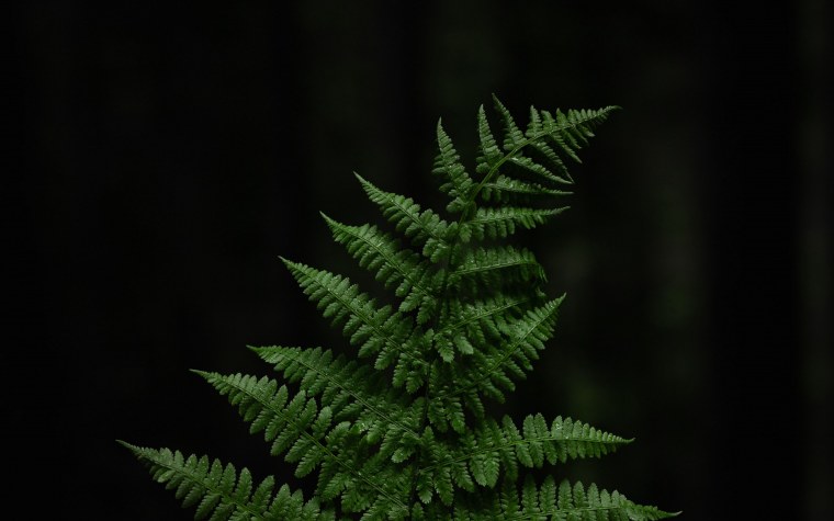Корни папоротника Осмунд