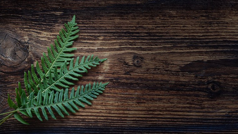 Нефролепис папоротник на белом ветка