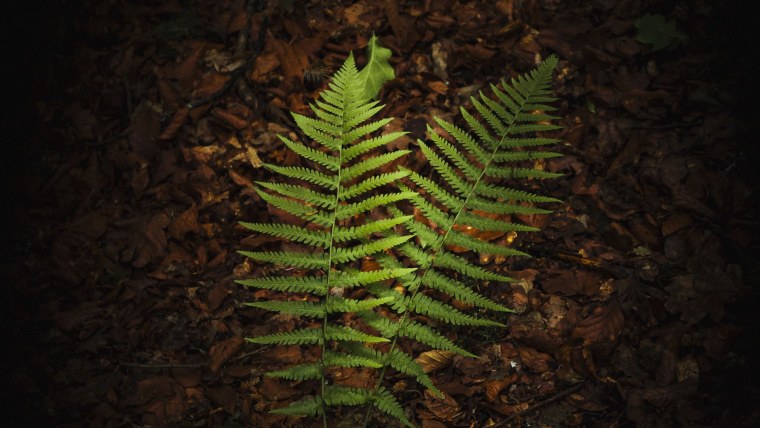 Папоротник макротелиптерис Торреса