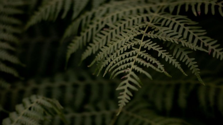 Папоротник Goblincore