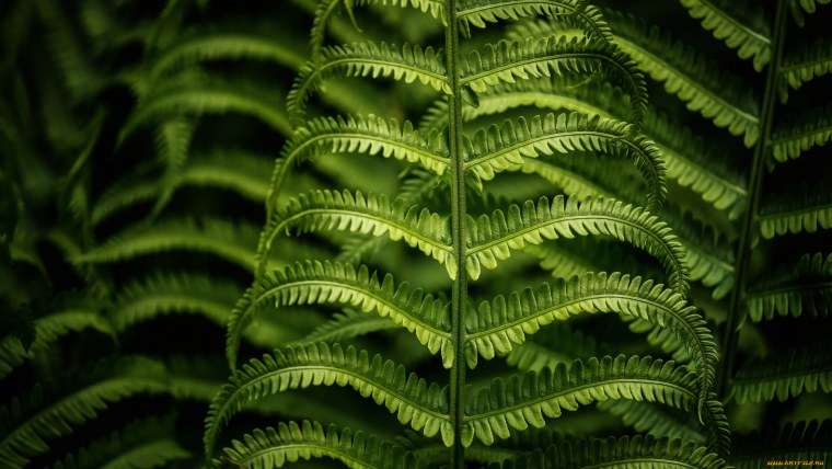 Папоротник Альфа