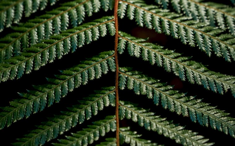 Папоротник Щитовник листья