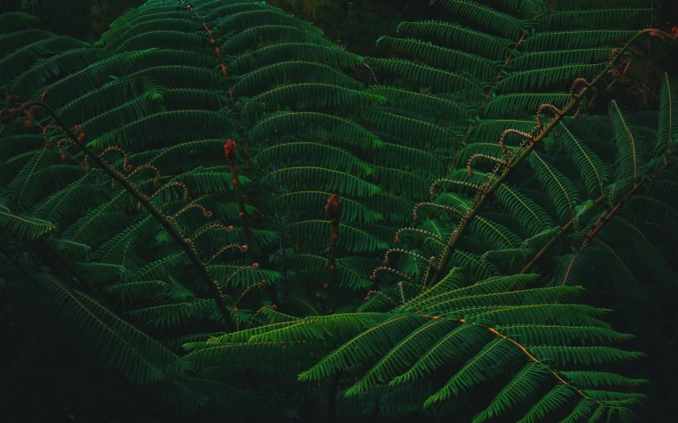 Ветка папоротника