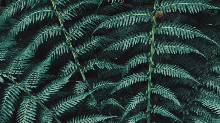 Папоротник k7l0272