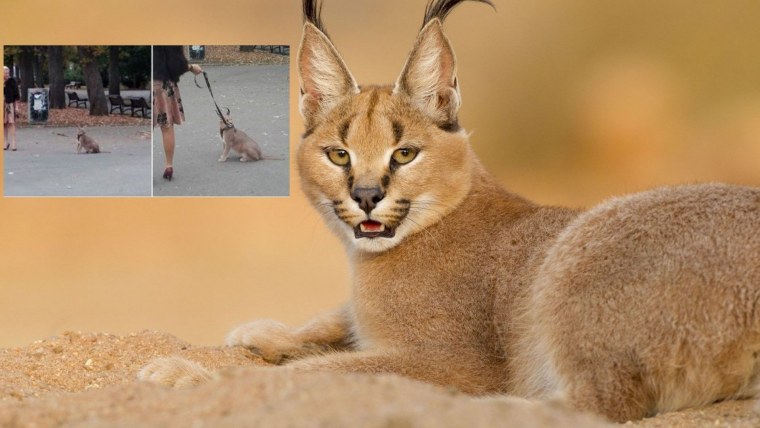 Каракал Грегори