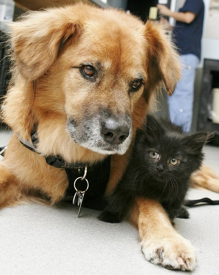 Много кошек и собак арт