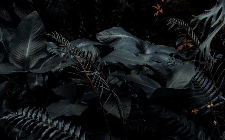 Тропические растения