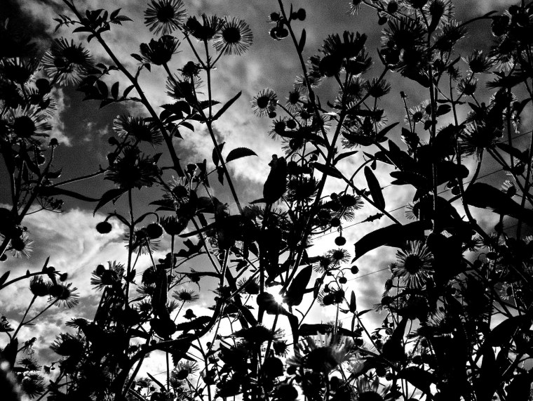 Эстетика черно-белого цвета