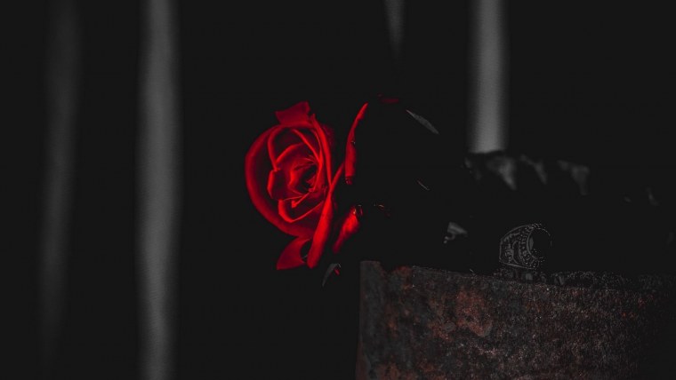 Красная роза в темноте