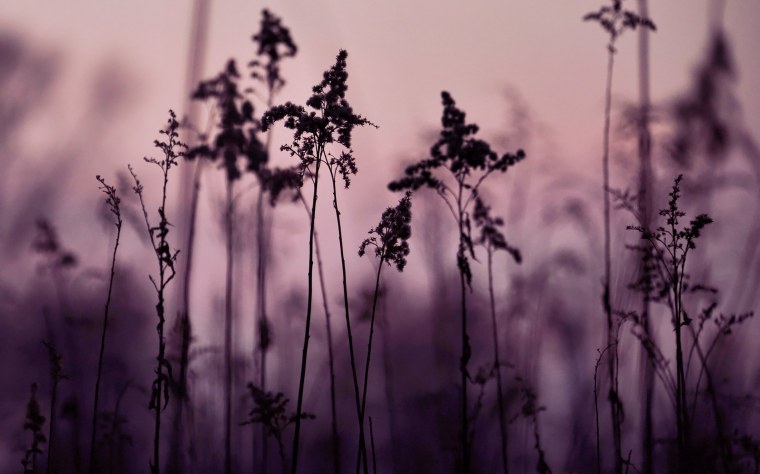 Цветы в тумане