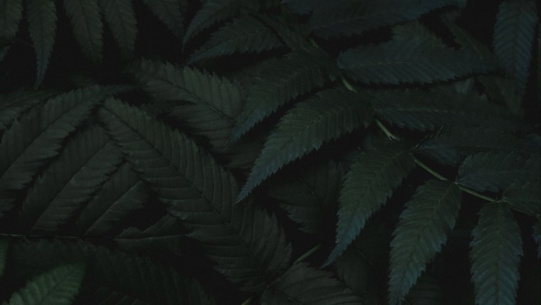 Темная Эстетика