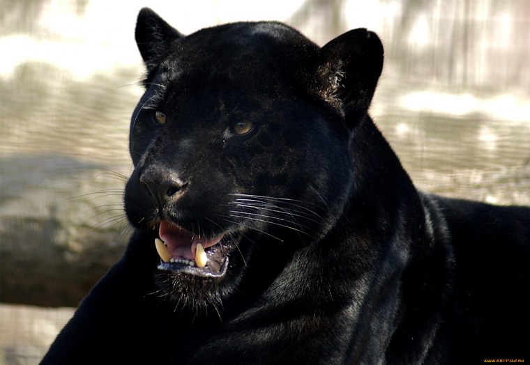 Черная пантера Ягуар меланист