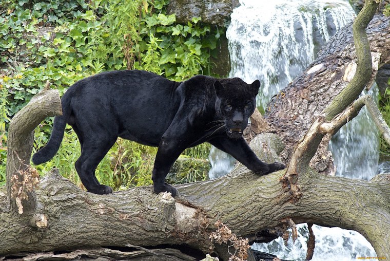 Пума Ягуар пантера