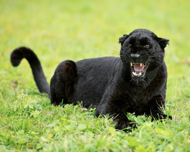 Пума меланист