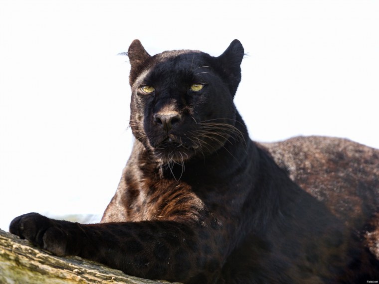 Ягуар и пантера