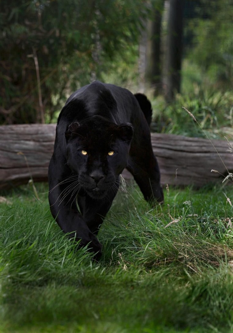 Ягуар меланист