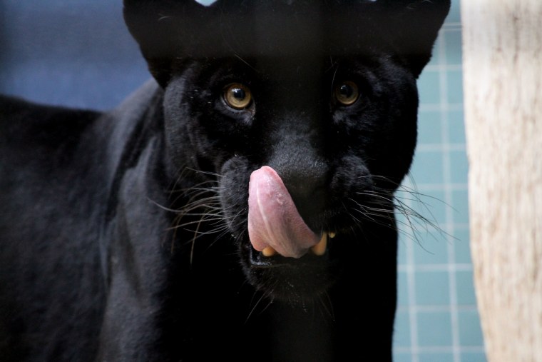 Черная пантера кошка