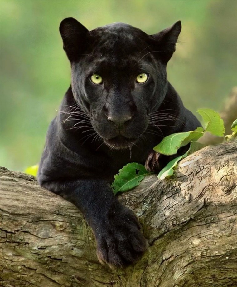 Черная пантера