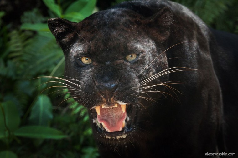 Ягуар меланист