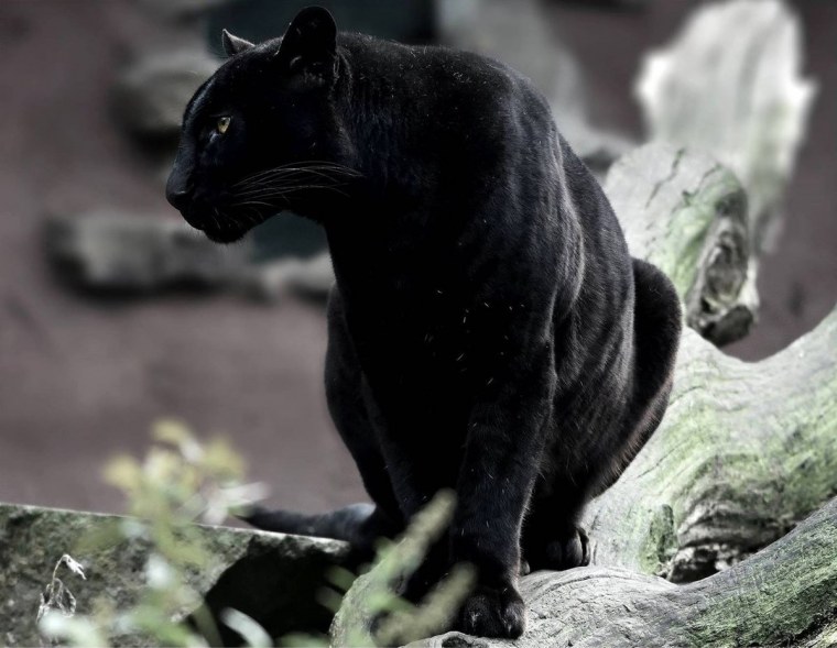 Пантера в Южной Америке