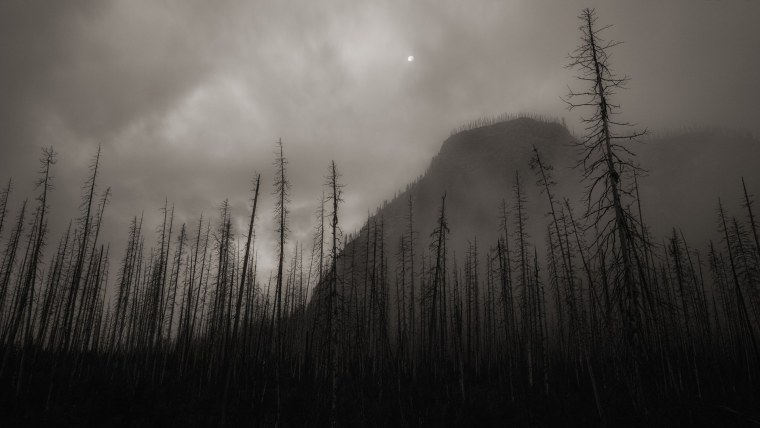 Темный атмосферный лес