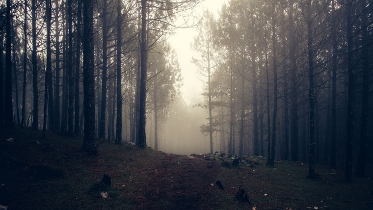 Мрачный лес шатт Вашингтон