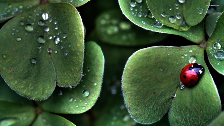 Клевер четырехлистный Божья коровка