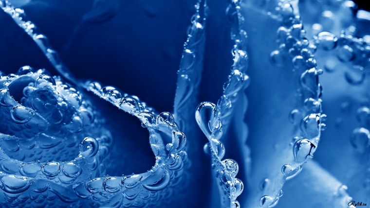 Сказочные цветы