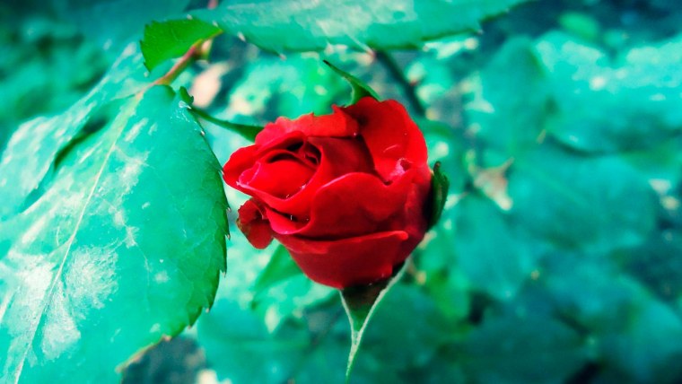 Цветы роса крупным планом