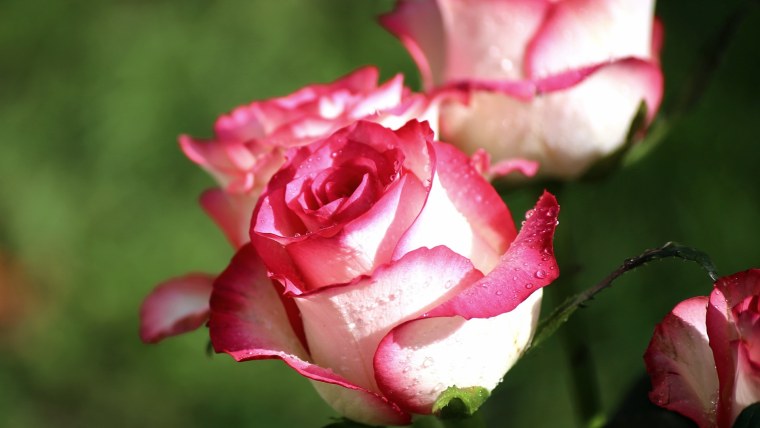 Обои для рабочего стола 1920х1080 высокого качества розы