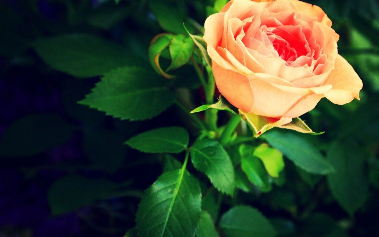 Розовые розы на голубом фоне