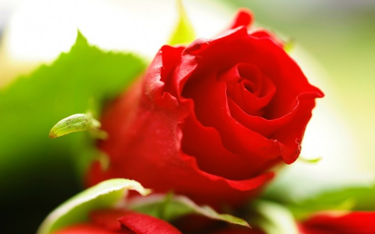 Красивые розы