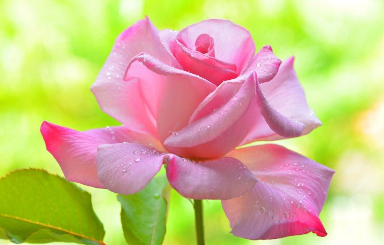 Роза Претти Пинк