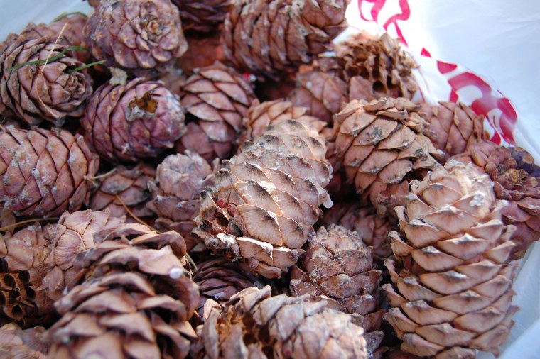 Сосна Макросъемка