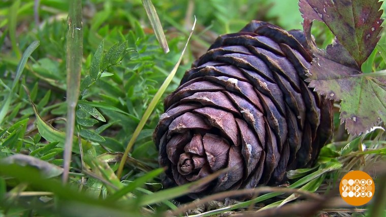 Шишка в лесу