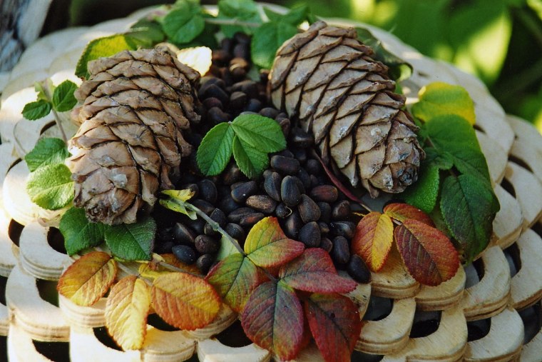 Шишка Сибирского кедра