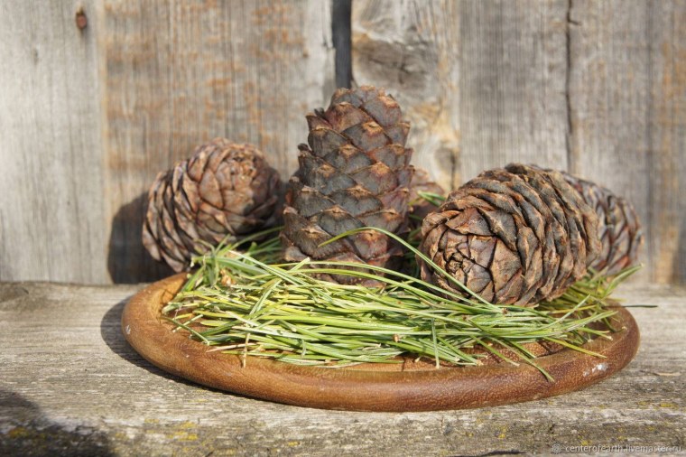 Кедровые орехи фото