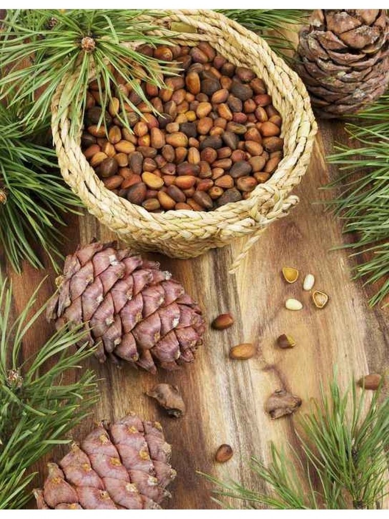 Ель Норвежская шишки