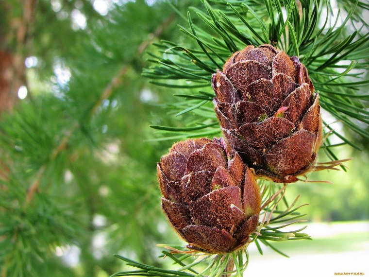 Молодые сосновые шишки варенье