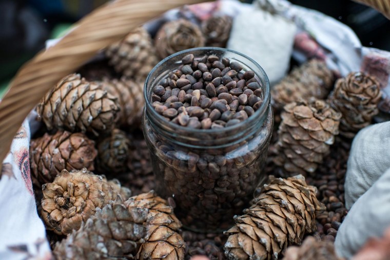 Большая шишка кедра