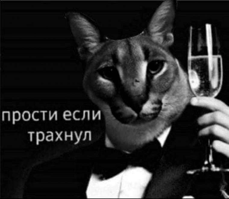 Шлёпа каракал мокрый