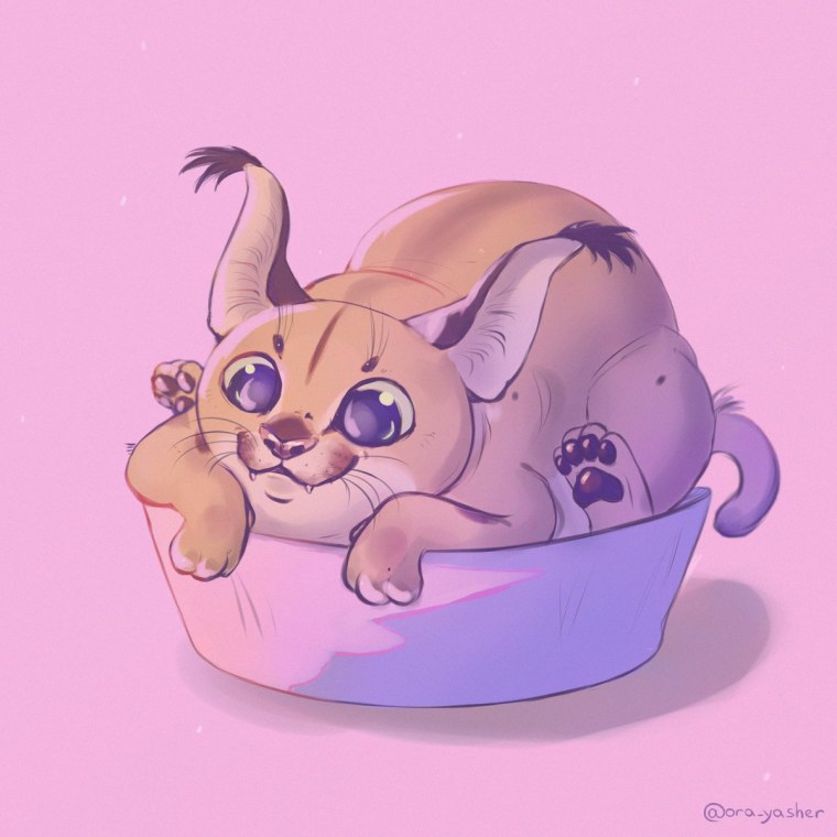 Каракал флоппа