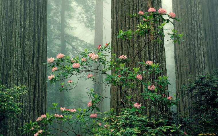 Эстетика природы