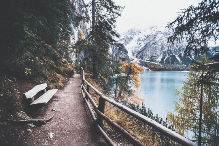 Олень в лесу